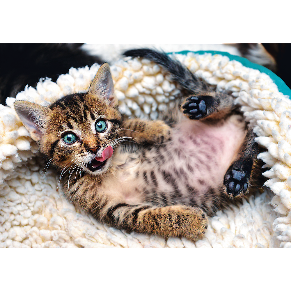 1000 Piece Jigsaw Puzzles, Cheerful Kitten