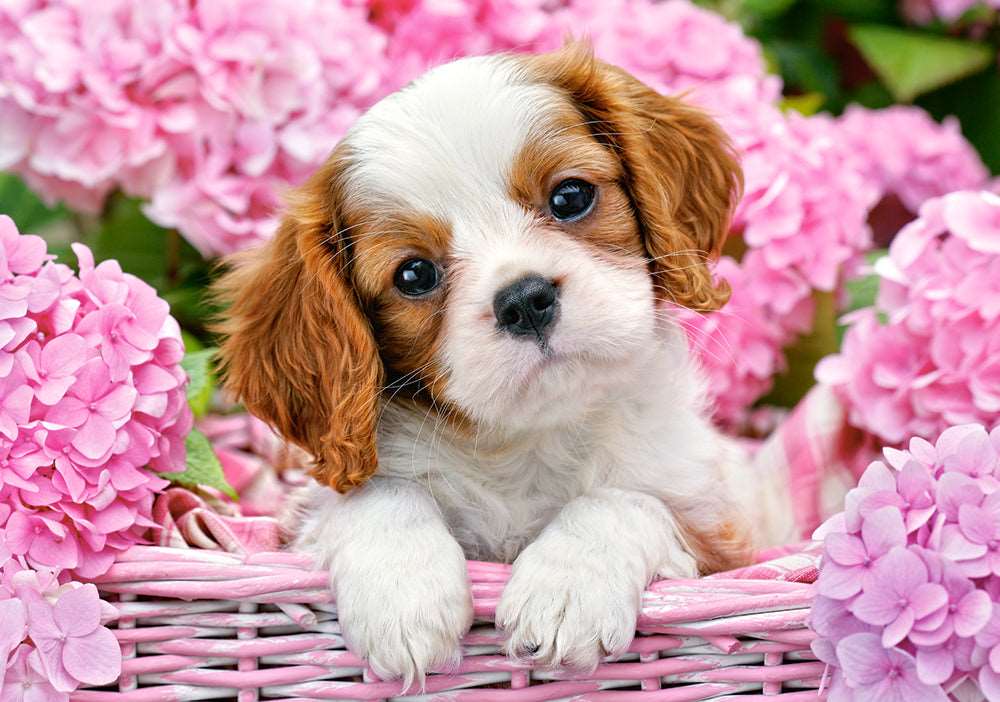 500 Piece Jigsaw Puzzle, Pup in Pink Flowers