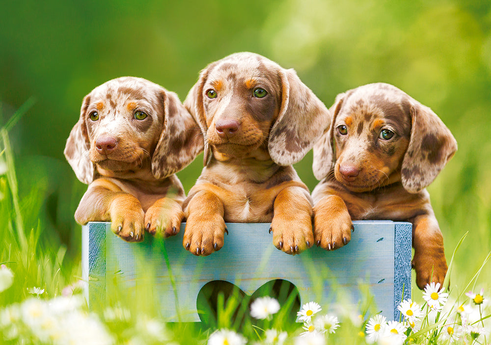 500 Piece Jigsaw Puzzle, Cute Dachshunds