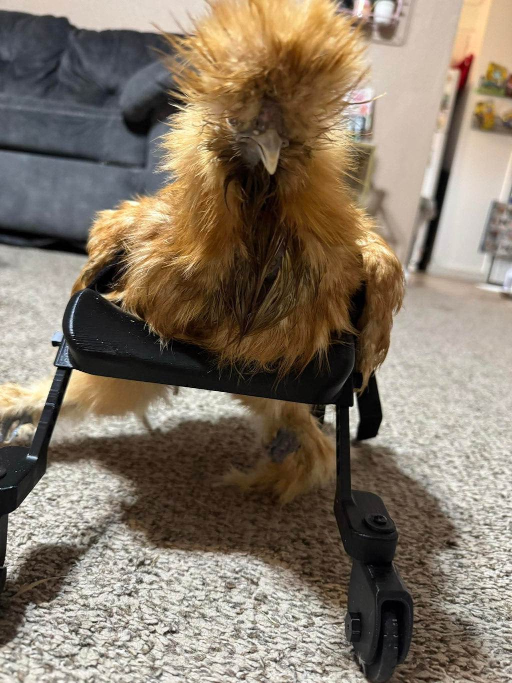 Smaller Chicken Wheelchair